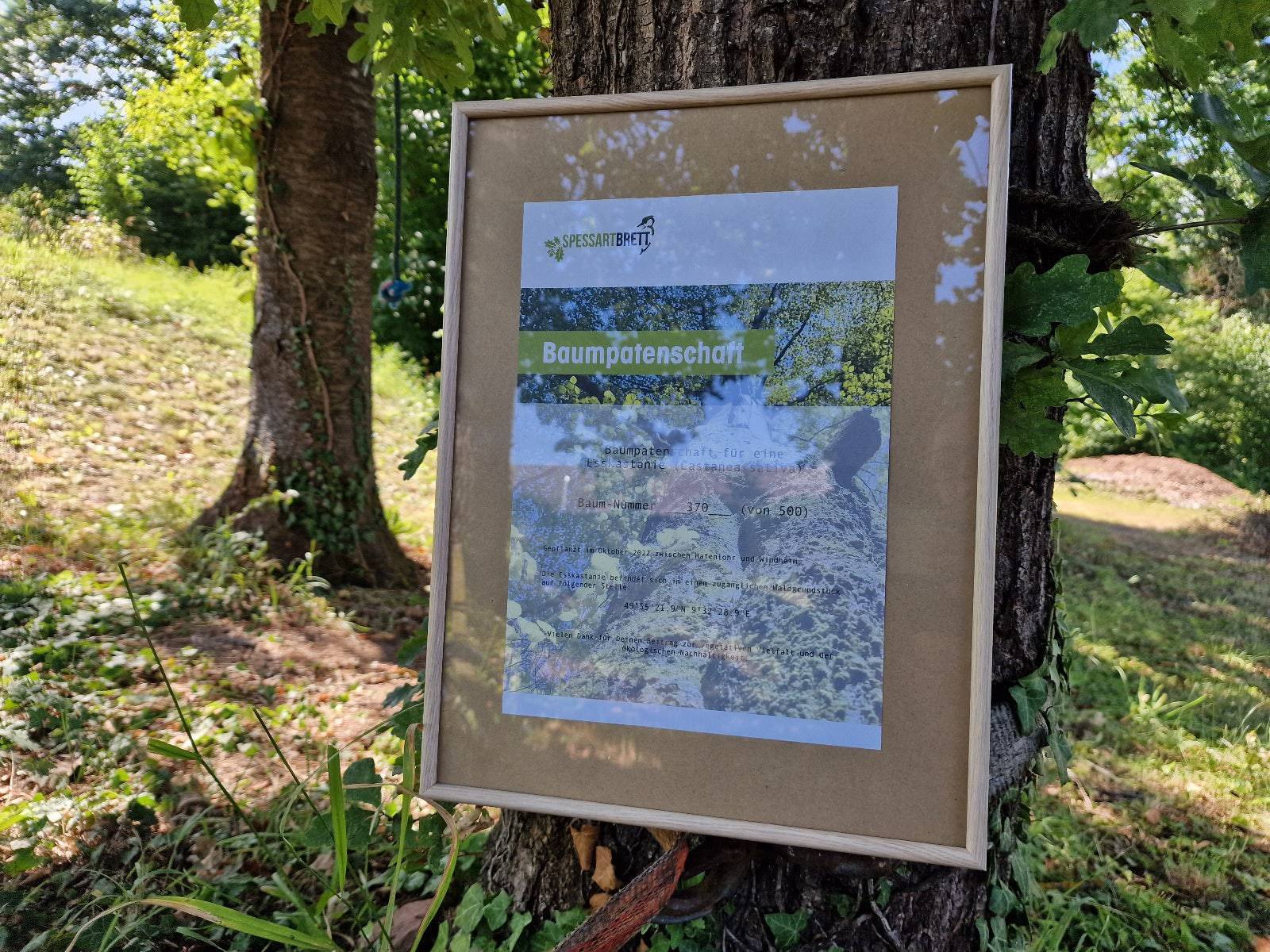 Urkunde für eine Baumpatenschaft einer Esskastanie im Spessart. Im Bilderrahmen an einer Eiche fotografiert.