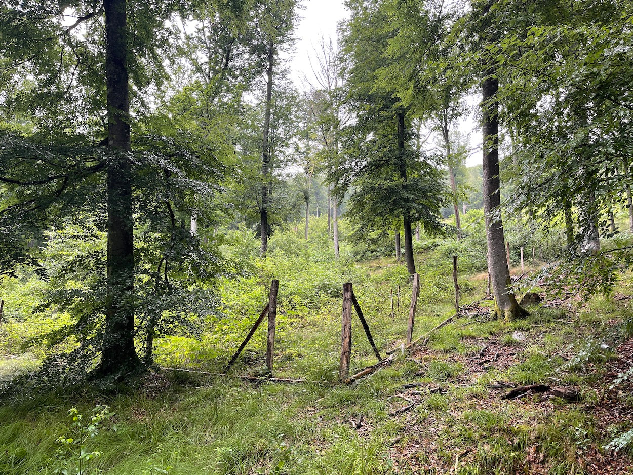 Eichenschonung im Hafenlohrtal