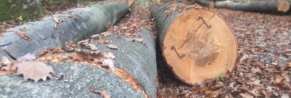 Buchenstämme liegend, Holzpolter im Hafenlohrtal