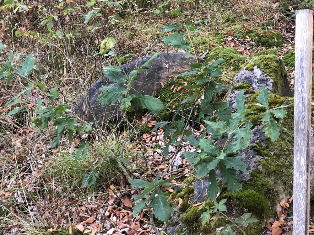 Junge Eichen im Hafenlohrtal, etwa 2 Jahre alt.