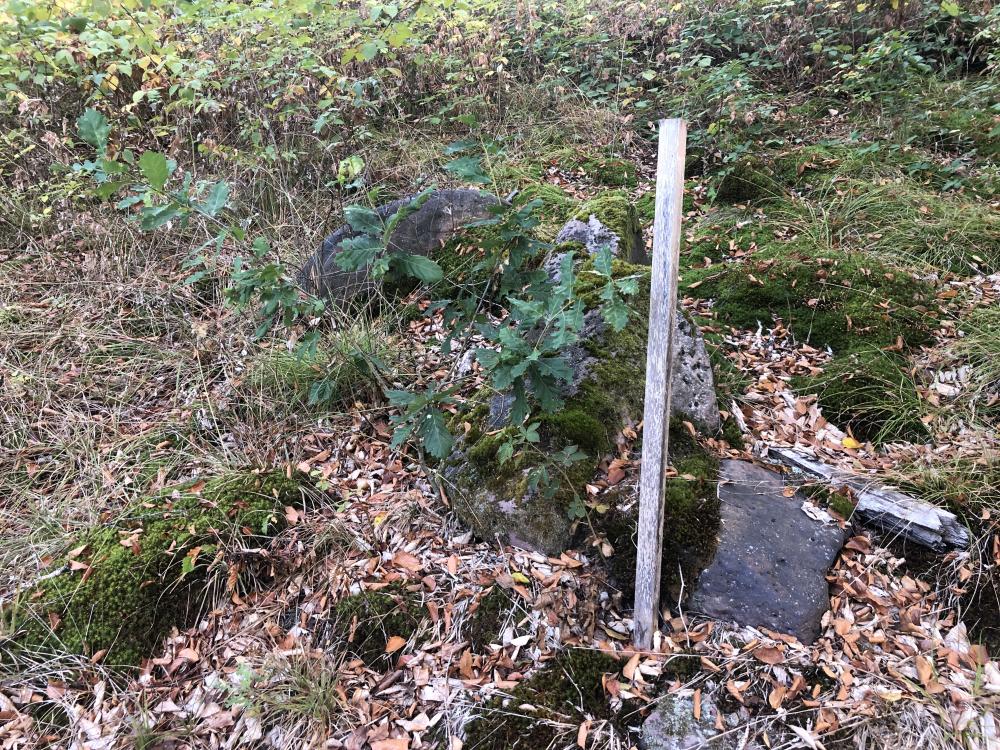 Eichen Aufforstung im Spessart, Hafenlohrtal