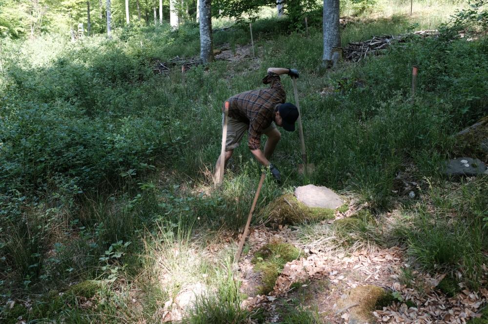 Eichen Pflege im Hafenlohrtal