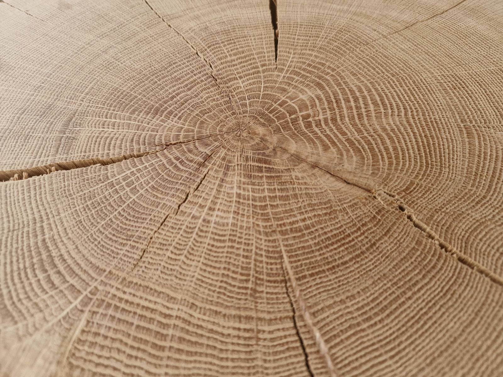 Jahresringe Nahaufnahme von einem Eiche Holzbild.