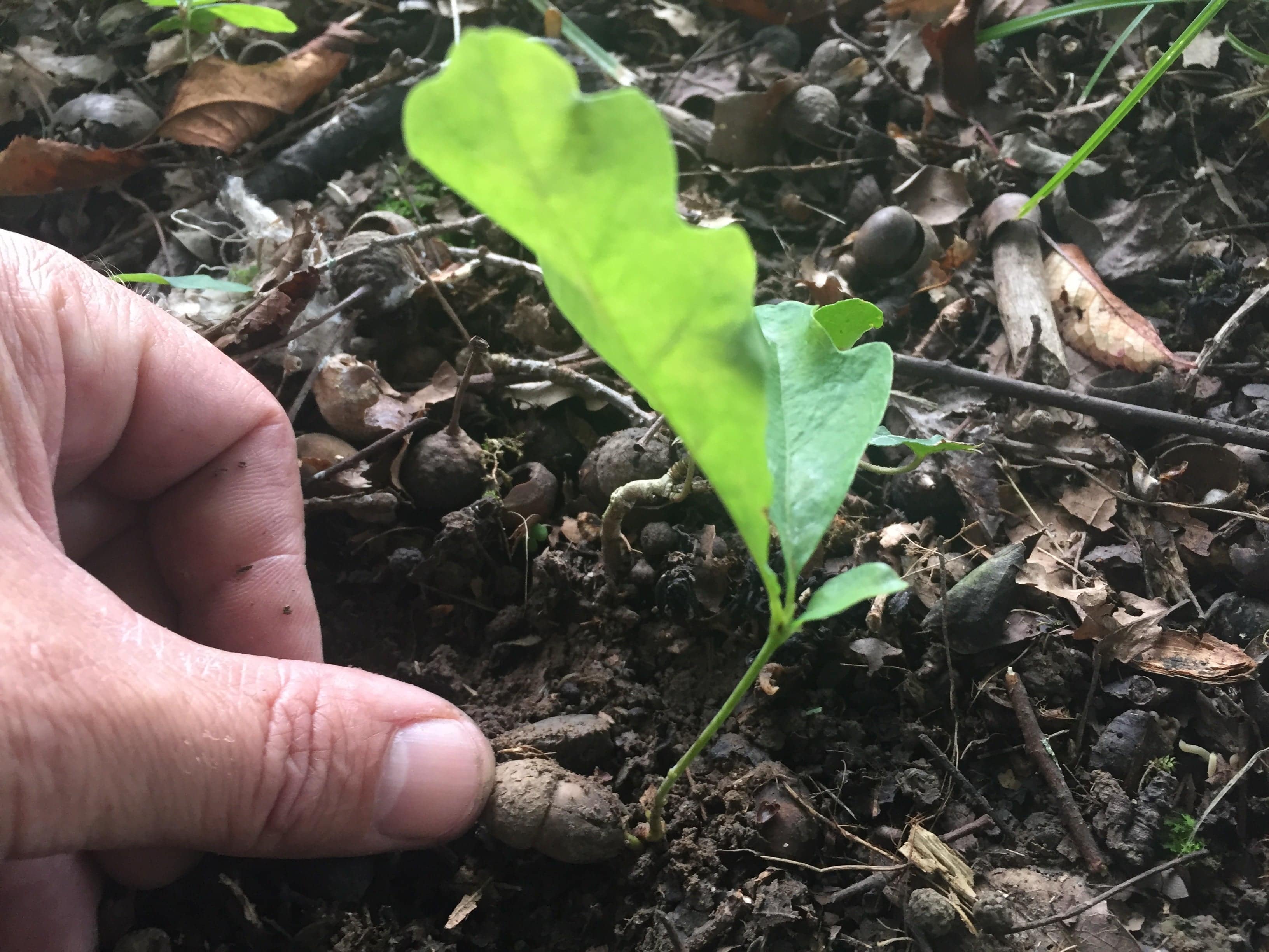 Baumpatenschaft Eiche. Eichensteckling und Eichel in der Erde. Eiche wird gesät.