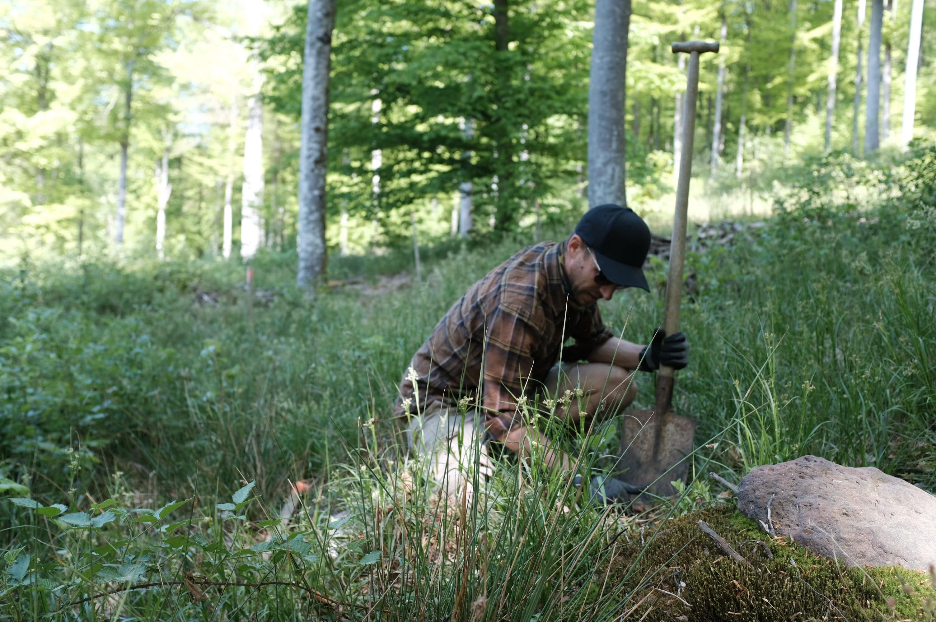 Förster im Spessart beim Stecken der Eicheln.