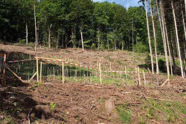 Baumpatenschaft Esskastanie in Deutschland mit Urkunde - Spessartbrett
