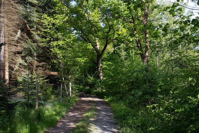 Weg zur Baumpatenschaft im Spessart