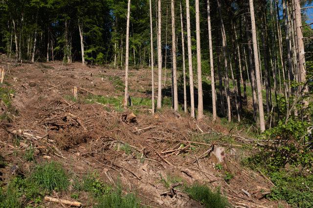Baumpatenschaft Esskastanie in Deutschland mit Urkunde - Spessartbrett