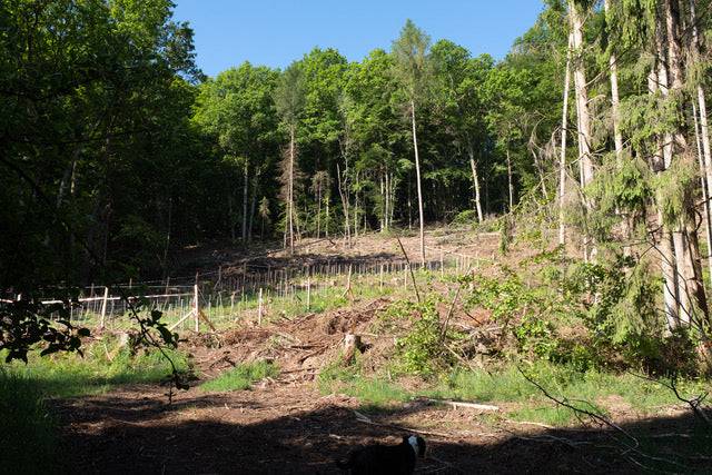 Baumpatenschaft Esskastanie in Deutschland mit Urkunde - Spessartbrett