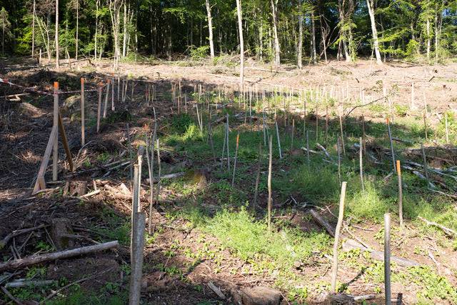 Frisch gepflanzte Bäume im Wald für Baumpatenschaft
