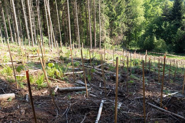 Baumpatenschaft Esskastanie in Deutschland mit Urkunde - Spessartbrett