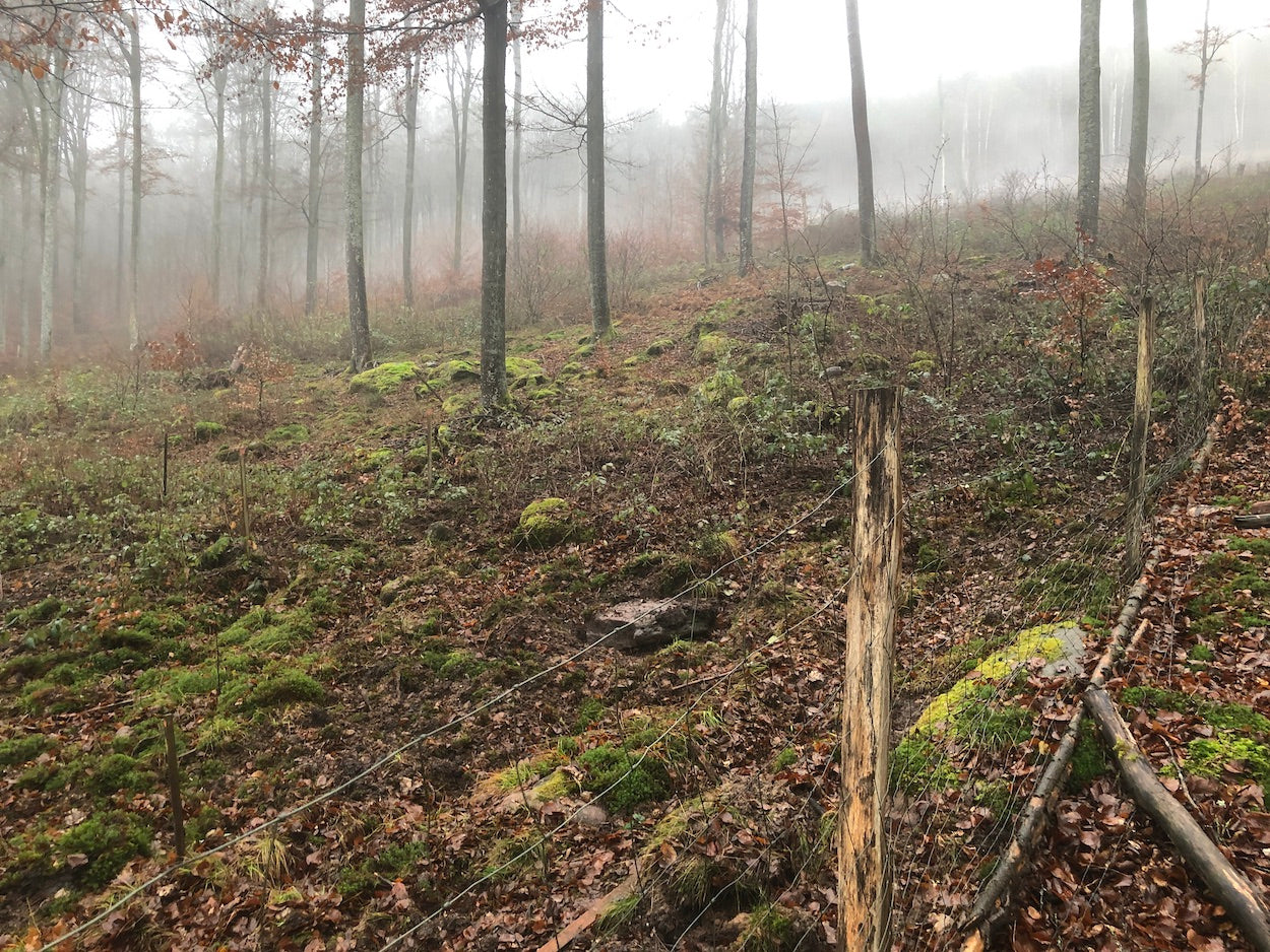 Nebel im Spessartwald
