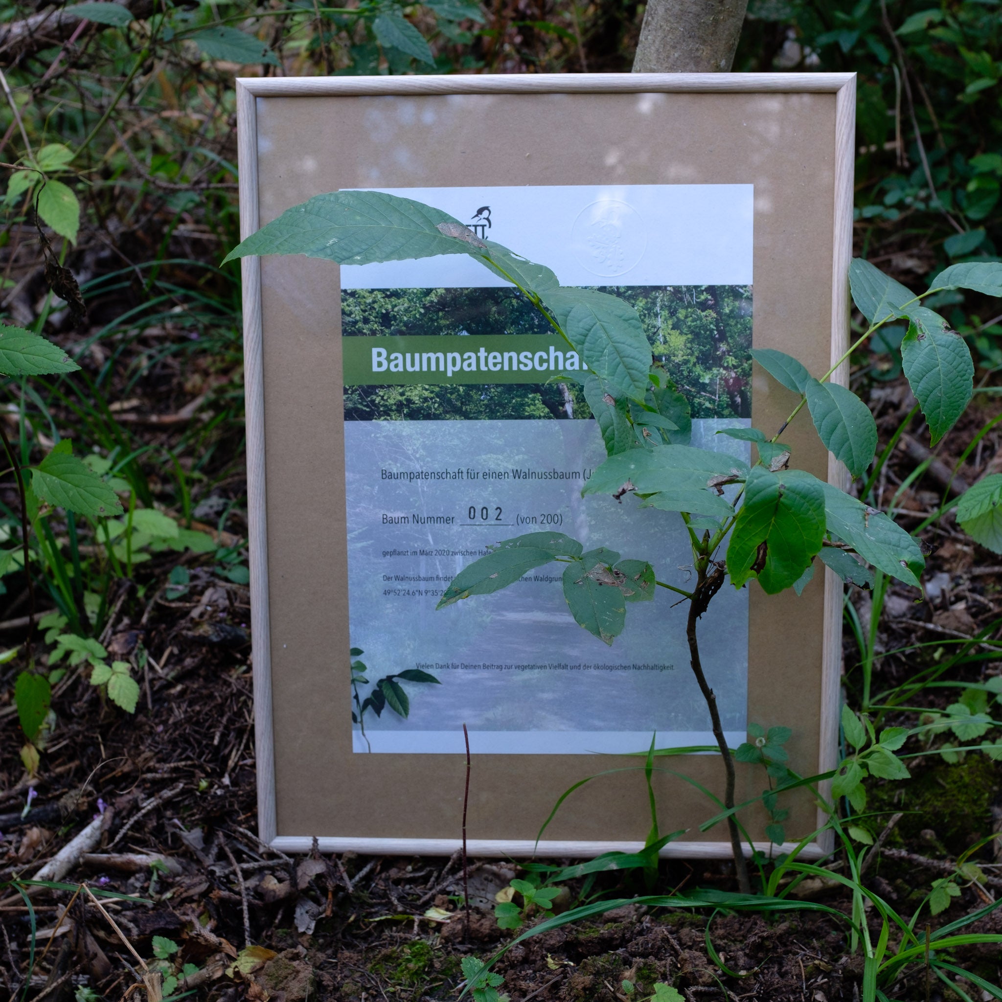 Urkunde für Baumpatenschaft im Rahmen im Wald